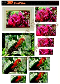 Parrot and Australian flowers