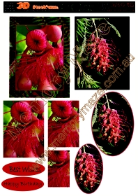Australian red flowers